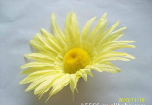 仿真花、假花、手工花與鞋花市場概覽 價格、廠家與圖片解析