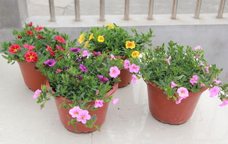 彩色牽?；ㄅ柙?易種花卉大苗，帶花爆盆的蔬菜園藝新寵