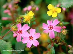 花卉攝影壁紙 一花一世界，捕捉自然的詩意瞬間