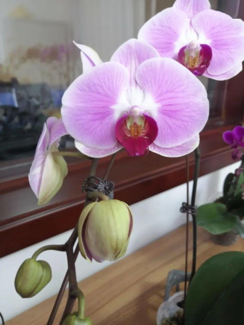 和潤農業 精品花卉與蔬菜火熱上市，點亮您的生活與餐桌