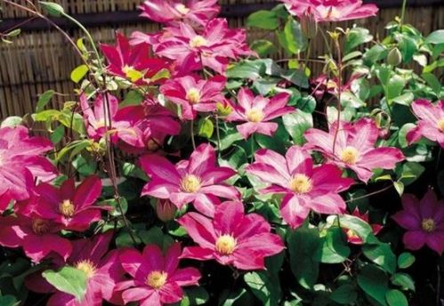 新手養花選它！花中精品輕松爬滿墻，花朵大又美，還能當蔬菜吃